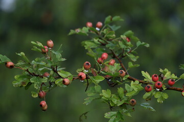 berries on a bush
