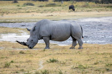 Obraz premium black rhino