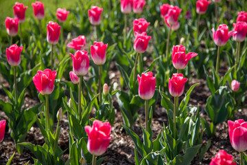 Pink Tulips
