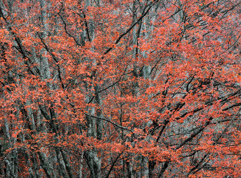 Picturesque scenery of autumnal wood with colorful foliage trees during fall season