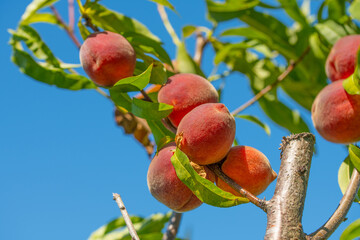 Peaches on a tree branch. Fresh raw organic fruit. Juicy sweet delicious Peach. Harvest on the Farm. Blue sky on background.