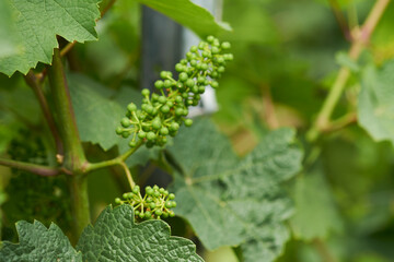 Weinlaub mit Früchten