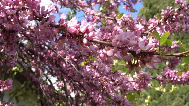 Cercis pink flowers on a mature branch. Judas Tree tree blooming in spring