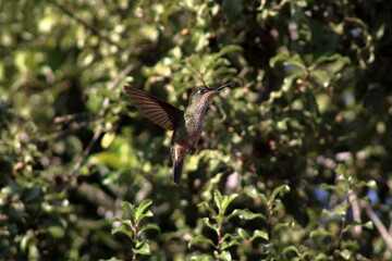 Colibrí suspendido en el aire en posicón vertical semi perfil, con alas abiertas frente a denso follaje de hojas pequeñas. Picaflor Chico, Green-backed firecrown hummingbird