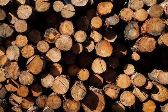 Textured background of cut firewood in rows with uneven surface and green plant sprigs in daylight