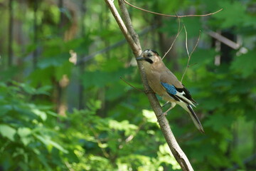 Jay on the fence