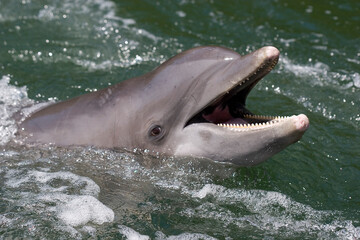 Atlantic bottlenose dolphin, Tursiops truncates, Florida (captive)