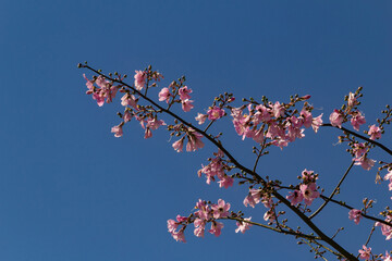Galhos floridos com flores cor de rosa com céu azul ao fundo.