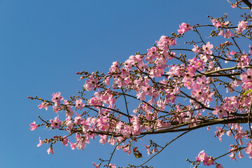 Galhos floridos com flores cor de rosa com céu azul ao fundo.