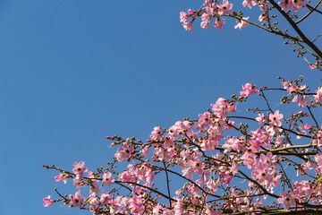 Galhos floridos com flores cor de rosa com céu azul ao fundo.