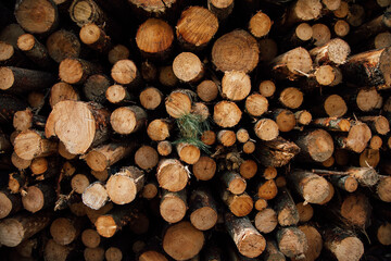 Textured background of cut firewood in rows with uneven surface and green plant sprigs in daylight