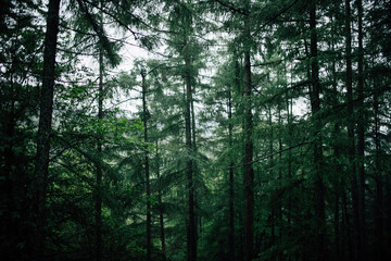 Tall coniferous trees with lichen on trunks growing in dense woodland on cold weather