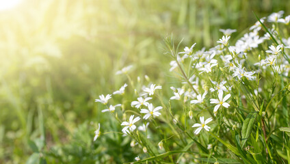 field with green grass and flowers in the sun