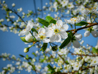 tree blossom, flowers