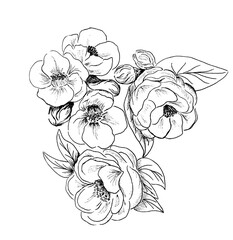 Hand drawn black and white flowers in bloom isolated on white