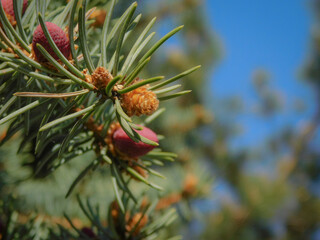 close up of pine cones