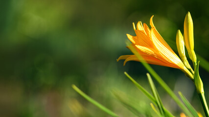 Obraz premium Yellow lily flower in the garden. Spring and summer background