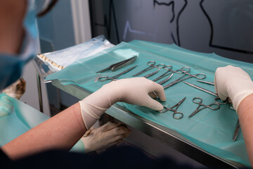Crop unrecognizable veterinarian in latex gloves preparing assorted surgical tools on table against paws of canine patient in clinic