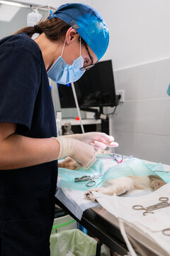 Female vet in mask and eyeglasses using medical scissors while operating feline patient on table in hospital