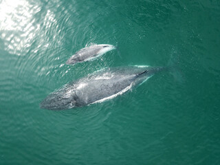 HUMPBACK WHALE MOTHER AND CALF.