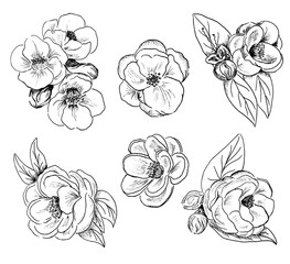 Black and white set of hand drawn flowers in bloom