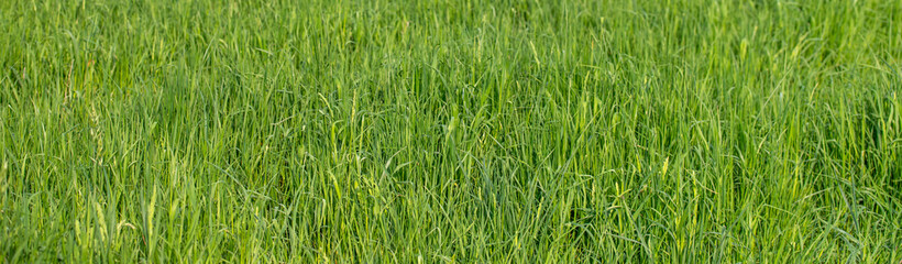 Fototapeta na wymiar background of green grass field 