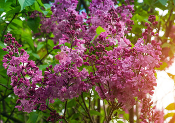 Fototapeta premium Branches of a beautiful blooming lilac on a background of leaves. Spring background