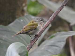 Tennessee Warbler 