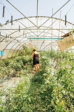 Back view of anonymous female horticulturist in hothouse with various small trees and plants under inscriptions on farm