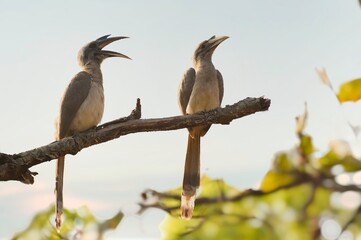 Pair of Indian gray hornbill is sitting on Branch of Bandhavgarh national park © kavisimi