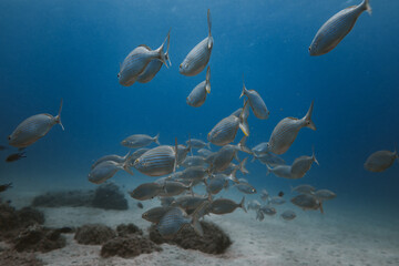 School of bream swimming underwater in clean sea near sandy bottom and corals
