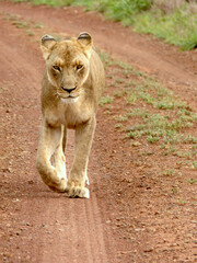 Strong and beautiful african lioness (panthera leo) walking and facing the camera in Swaziland Eswatini.  - obrazy, fototapety, plakaty