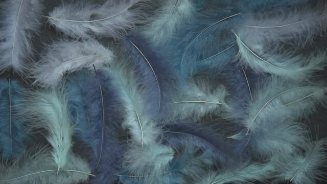 Feathers of delicate blue shades. Background, texture. Abstract and stylish background. Smooth lines and texture of feather, down. Feathers are blown away by a light breeze. Black background, place