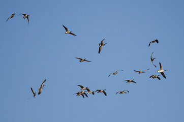 Whiffling Flock of Canada Geese Coming in for Landing in a Blue Sky