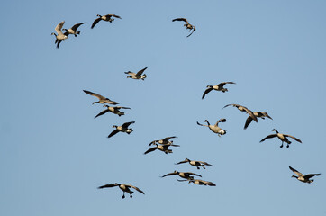 Whiffling Flock of Canada Geese Coming in for Landing in a Blue Sky