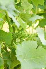 Weinlaub mit Fr&uuml;chten