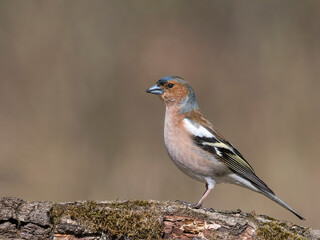 Common Chaffinch (Fringilla coelebs) sitting on a branch