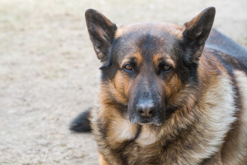Portrait of a German shepherd in close-up. Beautiful, intelligent, loyal and fearless dog. Used as a bodyguard, watchman and guard.Close-up portrait.
