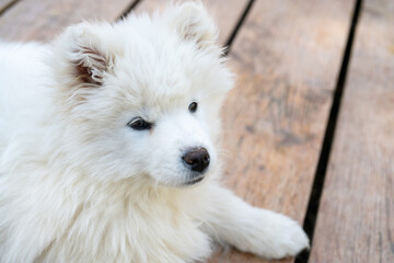 Obraz na płótnie Canvas White Samoyed husky puppy. Friendly dogs with fluffy coat.