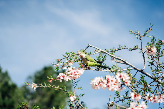 Low angle of green bird perching on cherry tree branch with blooming flowers in garden