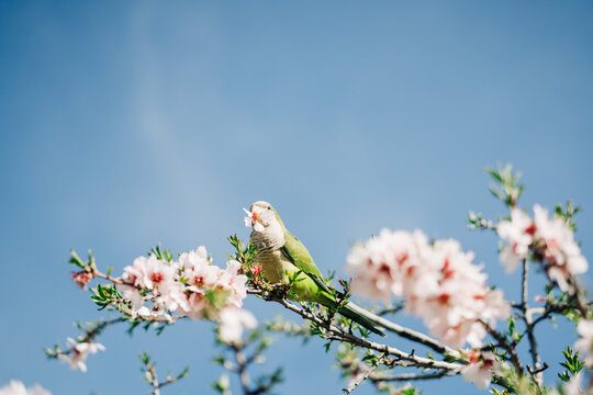 Low angle of green bird perching on cherry tree branch with blooming flowers in garden
