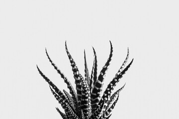 Cactus in close-up on white background, black and white