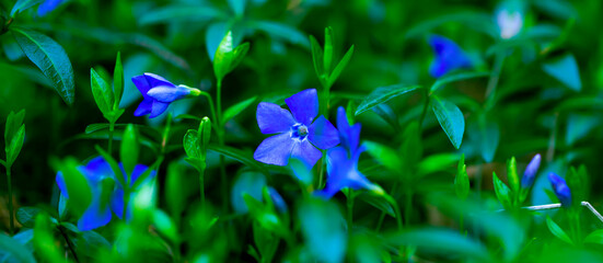 Blue Snowdrops. First Spring Flower.