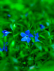 Blue Snowdrops. First Spring Flower.