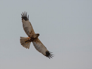 Marsh Harrier in flight against the sky