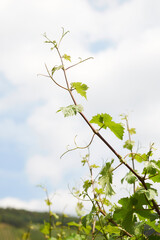 Weinlaub mit Früchten