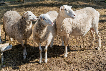 Obraz premium Sheep in the corral. Sheep pets on the farm.