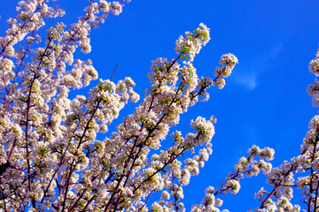 Blooming Apple Tree. White and Pink Flowers on Branches in Springtime. Spring or Summer Natural Background.