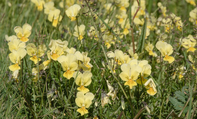 Galmeiveilchen ist ein Trivialname folgender Pflanzenarten. Gelbes Galmei-Veilchen (Viola calaminaria);
