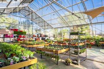 Spacious facility of garden center with assorted potted plants and blooming flowers lit by sunlight